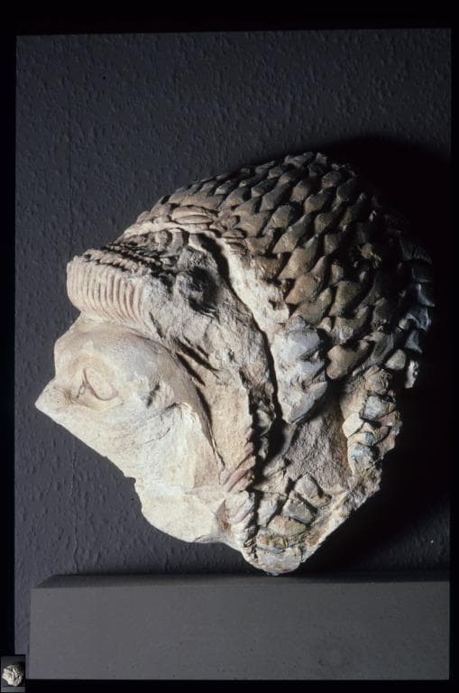 Sculpture of a Lion's Head - image 1