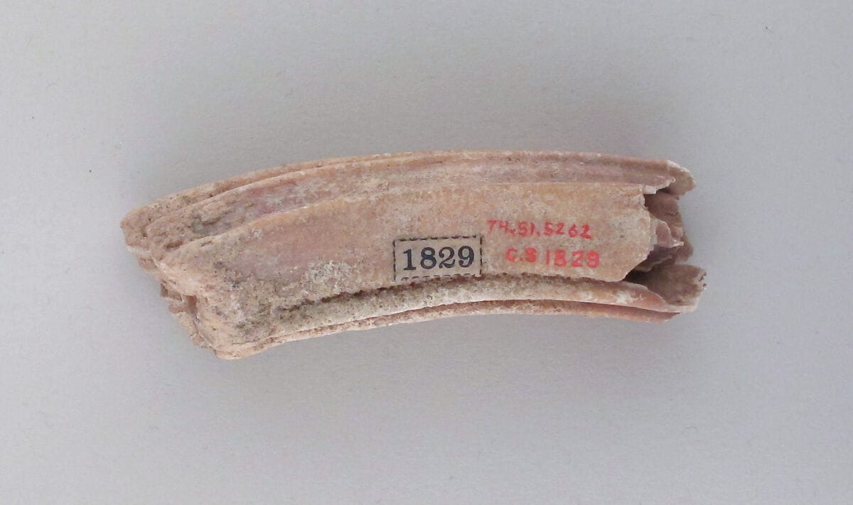 Tooth of an ox - image 1