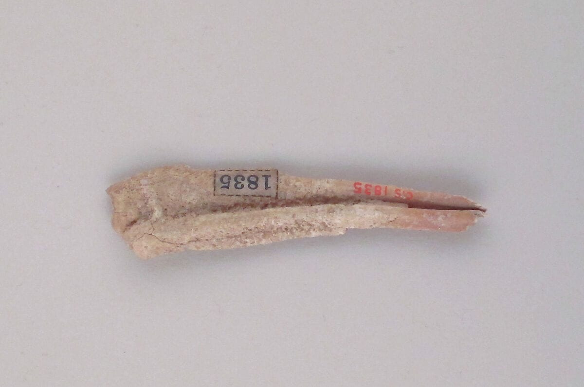 Tooth of an Ox - image 1