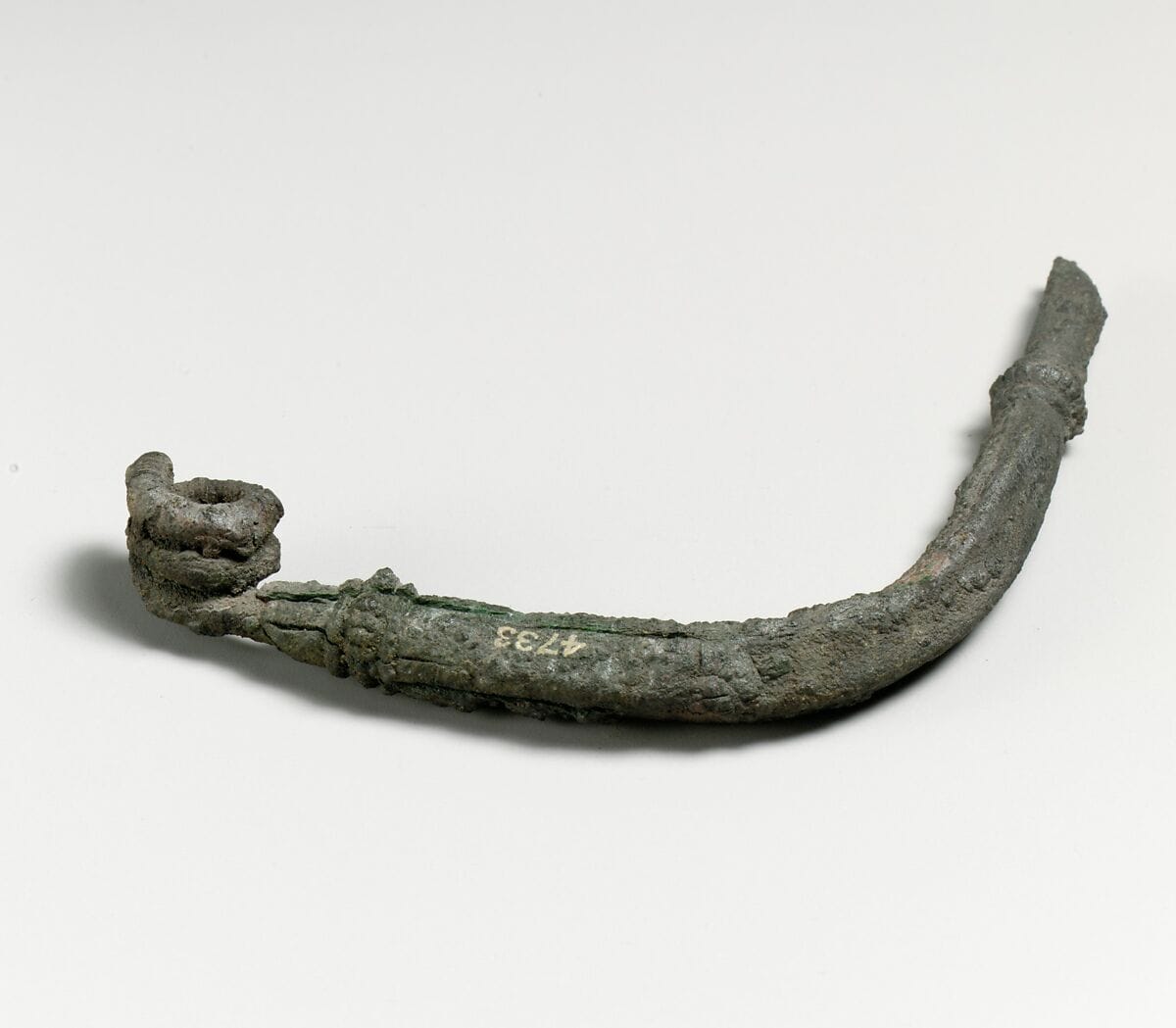 Fibula - image 1